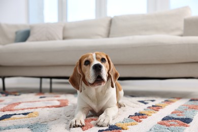 Photo of Cute Beagle dog lying on floor at home