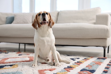 Photo of Cute Beagle dog sitting on floor at home. Space for text