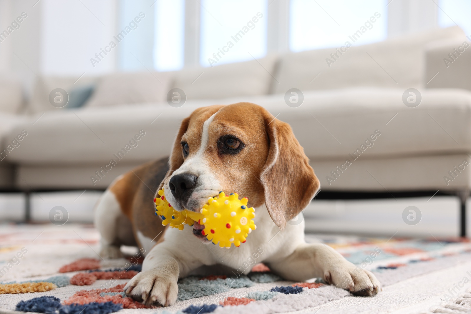 Cute Beagle dog playing with pet toy on floor indoors Photo of Cute Beagle dog playing with pet toy on floor indoors