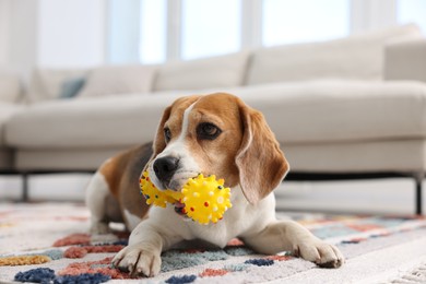 Photo of Cute Beagle dog playing with pet toy on floor indoors