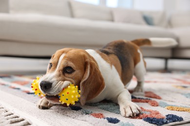 Photo of Cute Beagle dog playing with pet toy on floor indoors