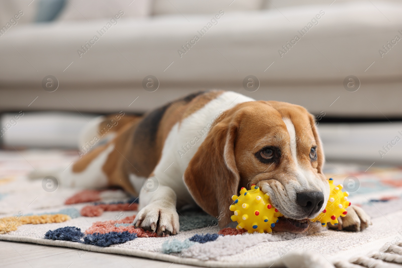 Cute Beagle dog playing with pet toy on floor indoors Photo of Cute Beagle dog playing with pet toy on floor indoors