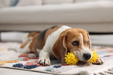 Photo of Cute Beagle dog playing with pet toy on floor indoors