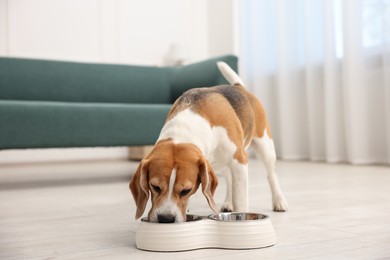Photo of Cute Beagle dog eating from feeding bowl on floor at home