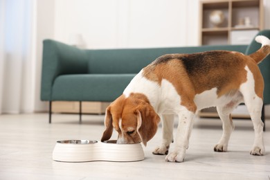 Photo of Cute Beagle dog eating from feeding bowl on floor at home. Space for text