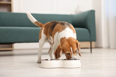 Photo of Cute Beagle dog eating from feeding bowl on floor at home