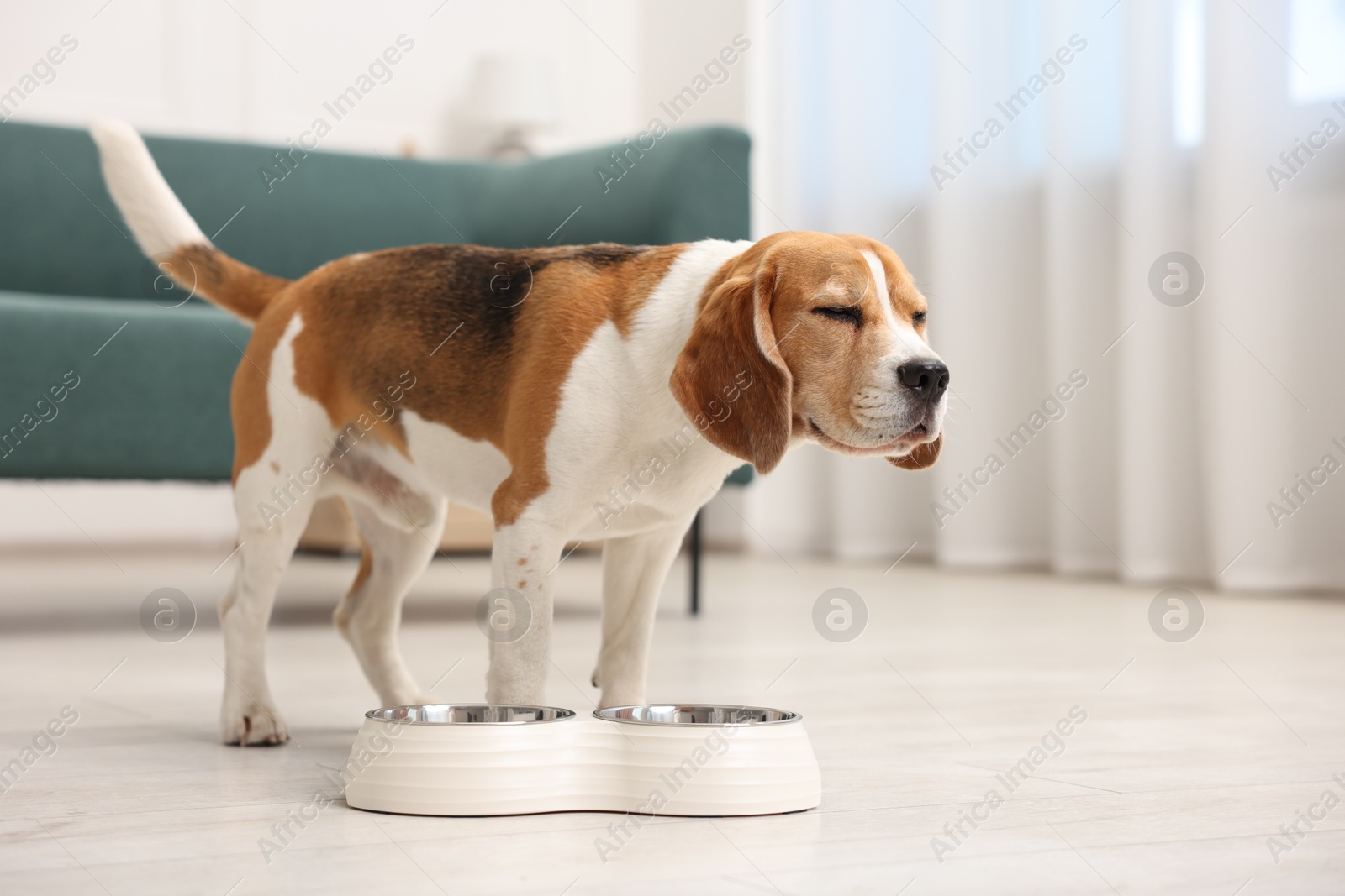 Cute Beagle dog near feeding bowl on floor at home Photo of Cute Beagle dog near feeding bowl on floor at home