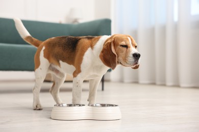 Photo of Cute Beagle dog near feeding bowl on floor at home