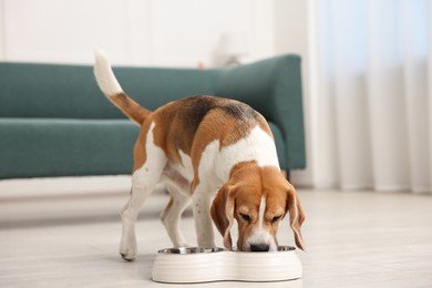 Photo of Cute Beagle dog eating from feeding bowl on floor at home