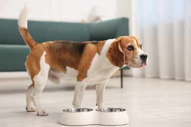 Photo of Cute Beagle dog near feeding bowl on floor at home