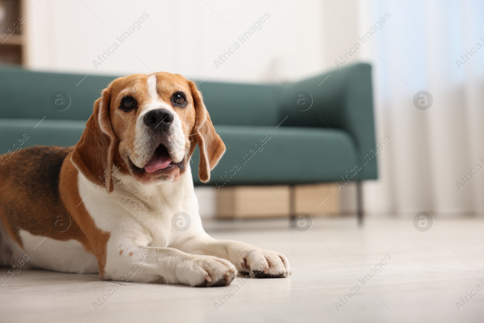 Cute Beagle dog lying on floor at home. Space for text Photo of Cute Beagle dog lying on floor at home. Space for text