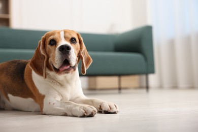 Photo of Cute Beagle dog lying on floor at home. Space for text