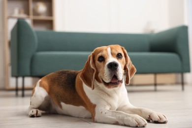Photo of Cute Beagle dog lying on floor at home