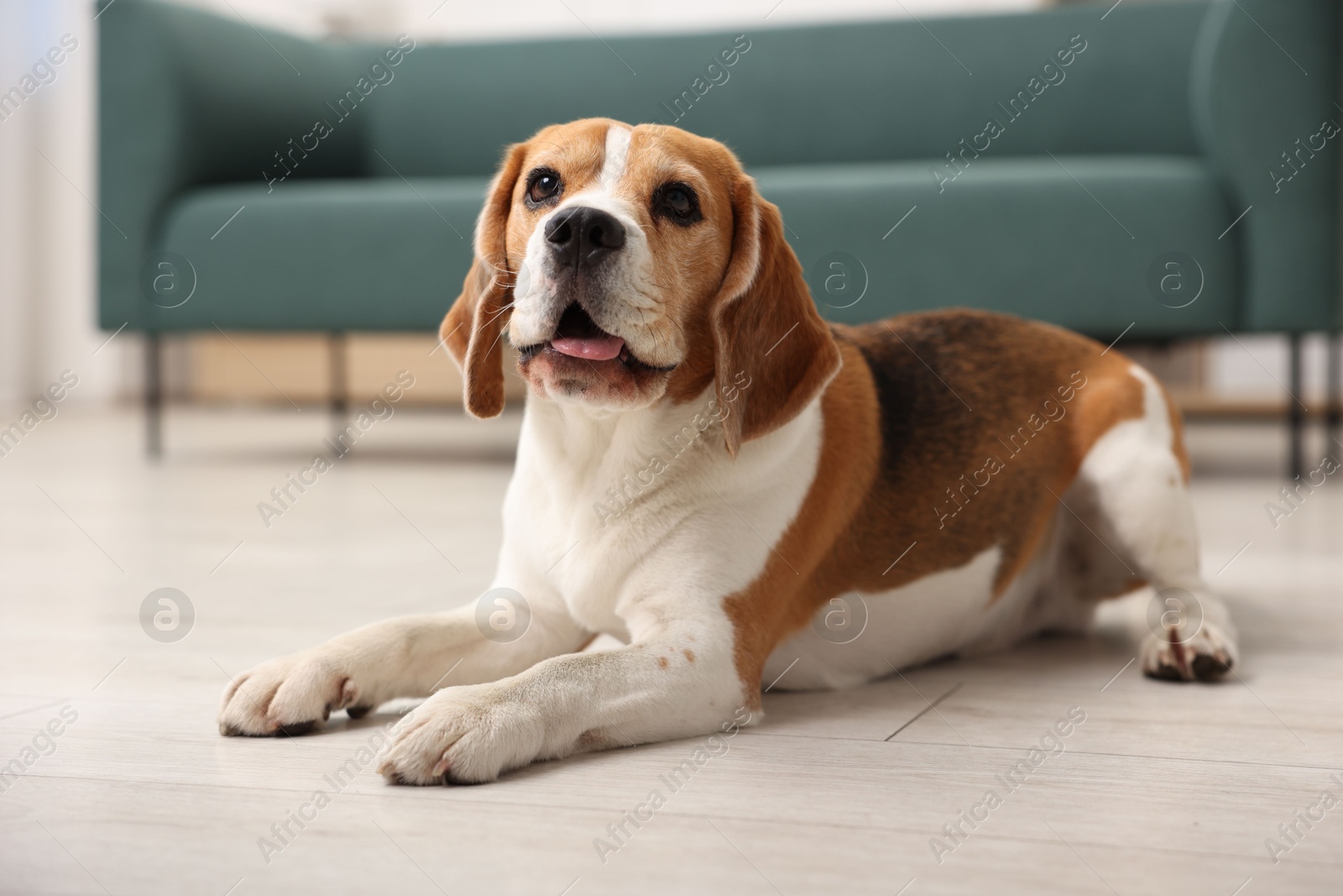 Cute Beagle dog lying on floor at home Photo of Cute Beagle dog lying on floor at home