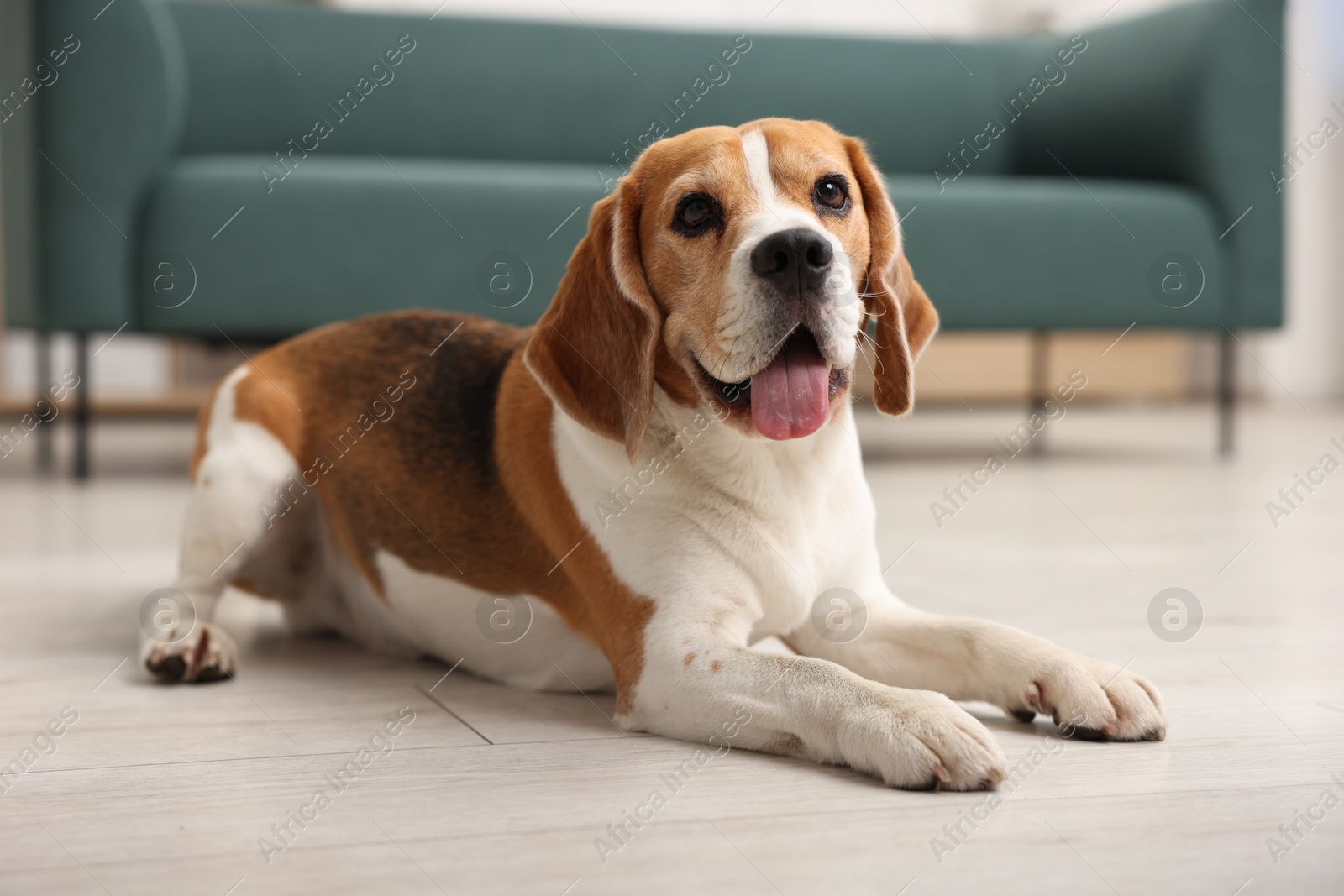 Cute Beagle dog lying on floor at home Photo of Cute Beagle dog lying on floor at home