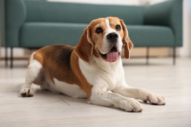 Photo of Cute Beagle dog lying on floor at home