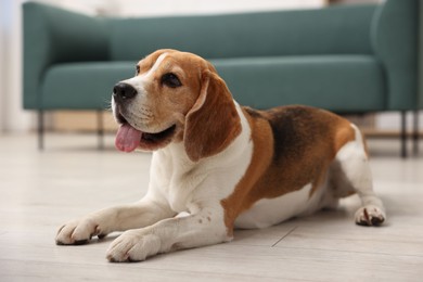 Photo of Cute Beagle dog lying on floor at home