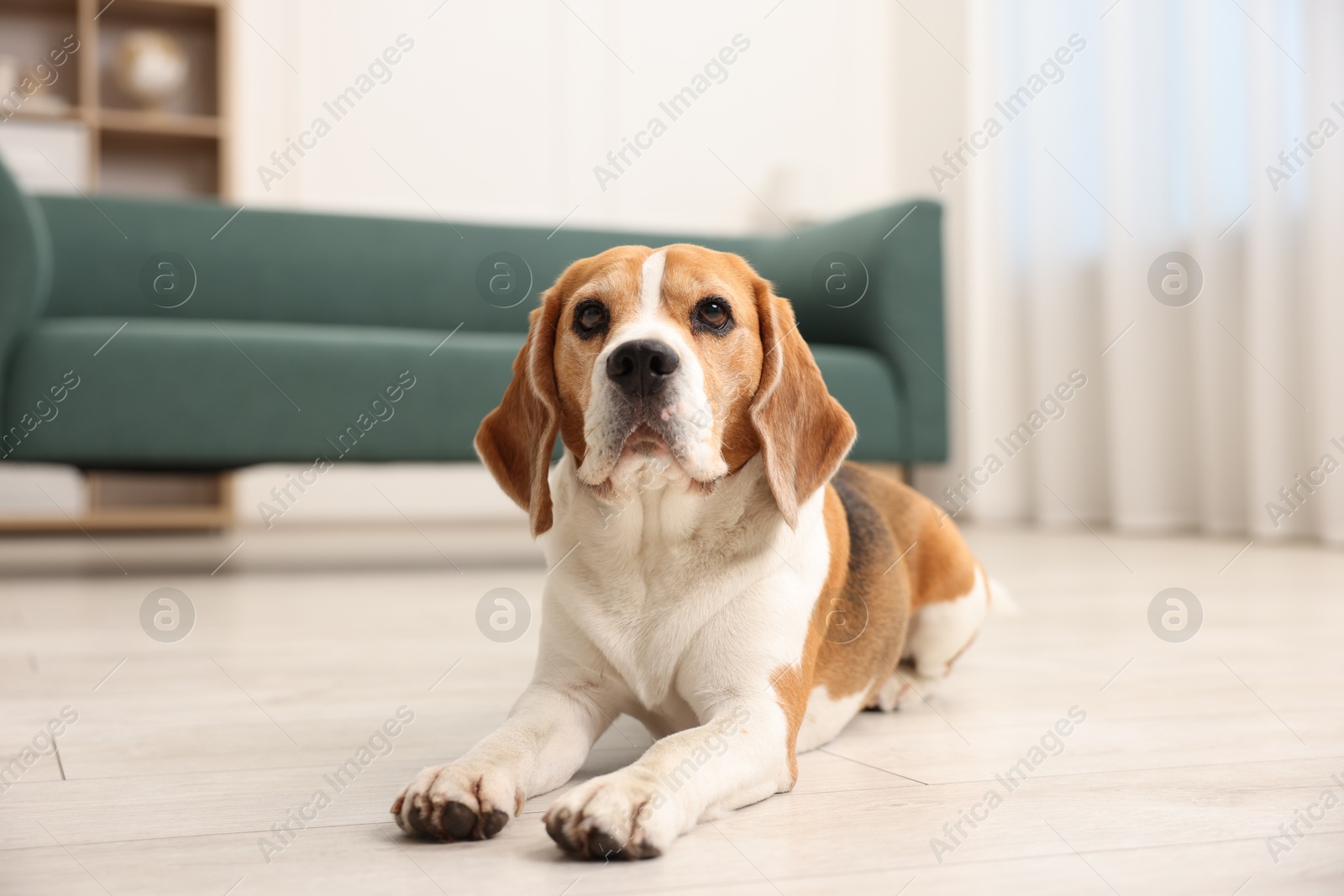 Cute Beagle dog lying on floor at home Photo of Cute Beagle dog lying on floor at home