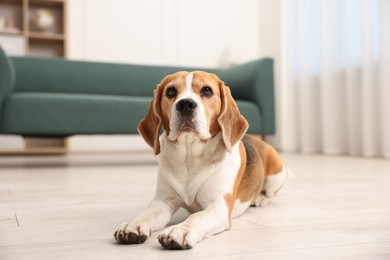 Photo of Cute Beagle dog lying on floor at home