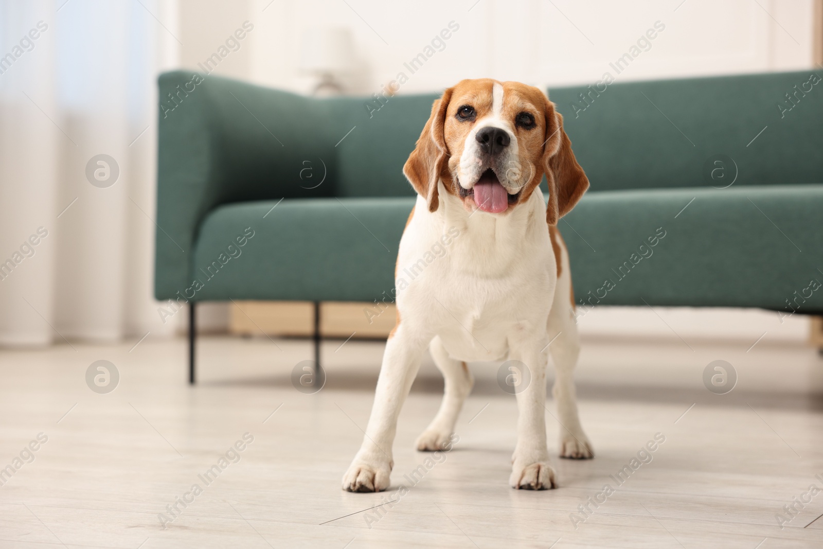 Cute Beagle dog on floor at home Photo of Cute Beagle dog on floor at home