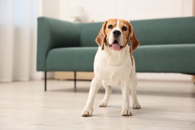 Photo of Cute Beagle dog on floor at home