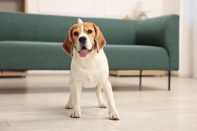 Photo of Cute Beagle dog on floor at home
