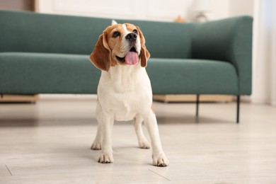 Photo of Cute Beagle dog on floor at home