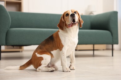 Photo of Cute Beagle dog sitting on floor at home