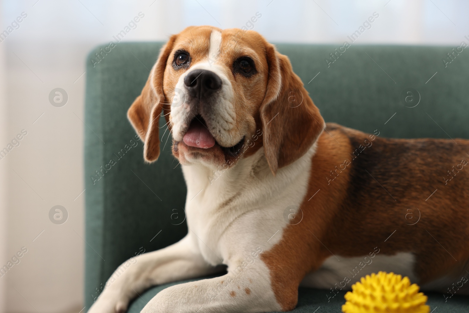 Cute Beagle dog with pet toy on sofa indoors, closeup Photo of Cute Beagle dog with pet toy on sofa indoors, closeup