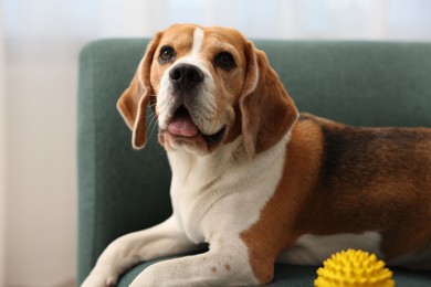 Photo of Cute Beagle dog with pet toy on sofa indoors, closeup