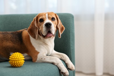 Photo of Cute Beagle dog with pet toy on sofa indoors. Space for text
