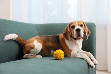 Photo of Cute Beagle dog with pet toy on sofa indoors