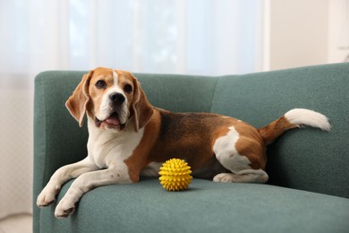 Photo of Cute Beagle dog with pet toy on sofa indoors
