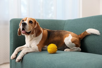 Photo of Cute Beagle dog with pet toy on sofa indoors