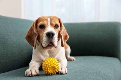 Photo of Cute Beagle dog with pet toy on sofa indoors. Space for text