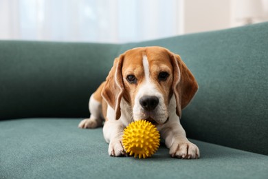 Photo of Cute Beagle dog with pet toy on sofa indoors