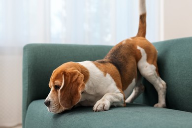 Photo of Cute Beagle dog on sofa at home