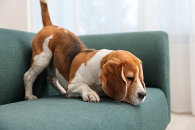 Photo of Cute Beagle dog on sofa at home