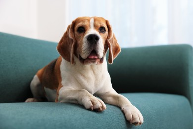 Photo of Cute Beagle dog lying on sofa at home