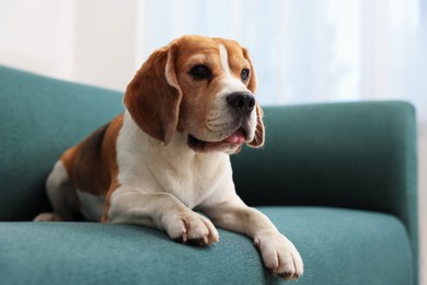Photo of Cute Beagle dog lying on sofa at home