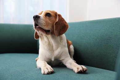 Photo of Cute Beagle dog lying on sofa at home