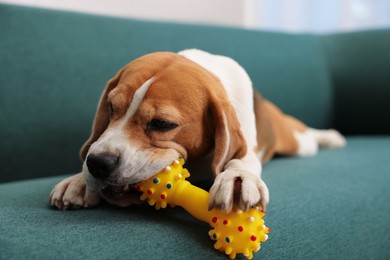 Photo of Cute Beagle dog playing with pet toy on sofa indoors