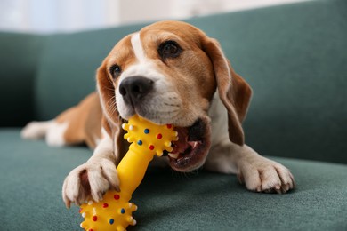 Photo of Cute Beagle dog playing with pet toy on sofa indoors