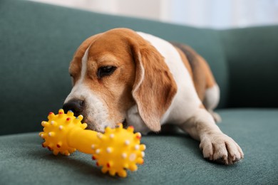 Photo of Cute Beagle dog playing with pet toy on sofa indoors