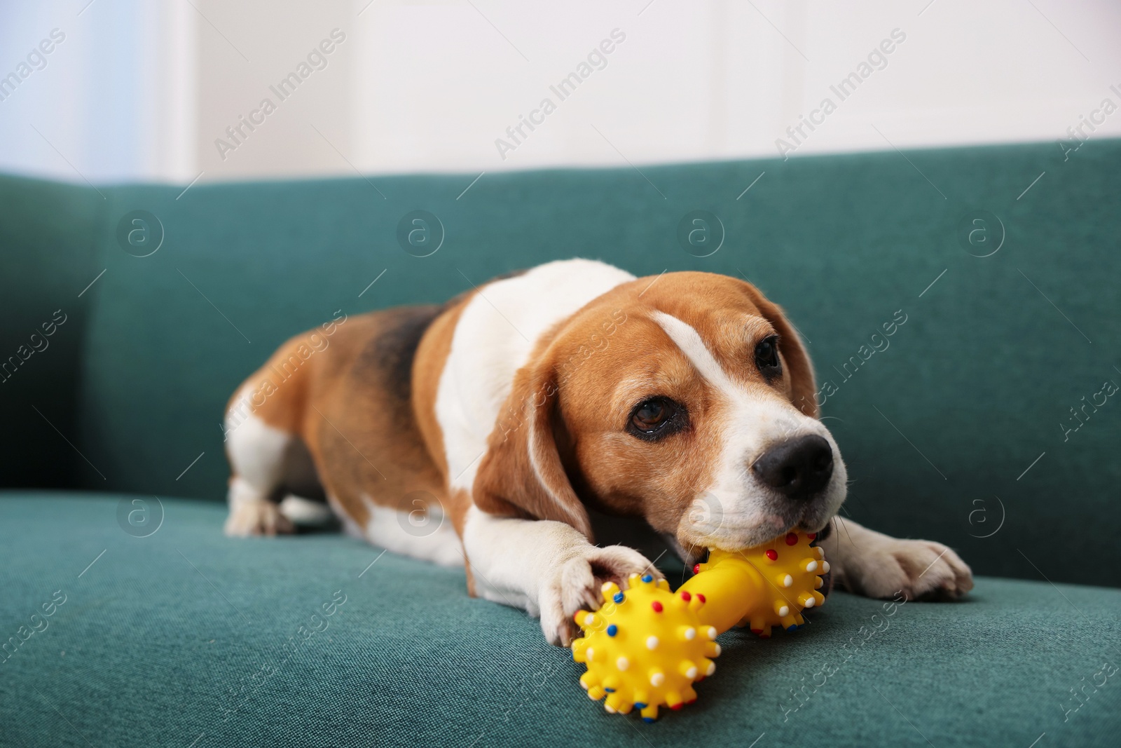 Cute Beagle dog playing with pet toy on sofa indoors Photo of Cute Beagle dog playing with pet toy on sofa indoors