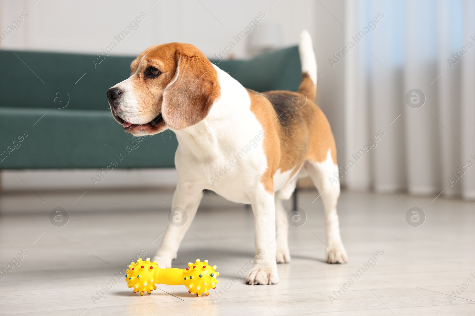 Photo of Cute Beagle dog playing with toy at home
