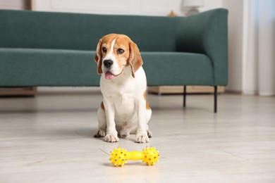 Photo of Cute Beagle dog playing with toy at home