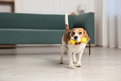 Photo of Cute Beagle dog playing with toy at home. Space for text