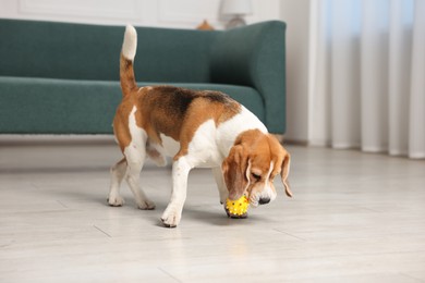 Photo of Cute Beagle dog playing with toy at home