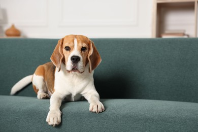 Photo of Cute Beagle dog lying on sofa at home. Space for text